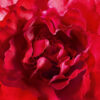 mon-guerlain-bloom-of-rose-guerlain-eau-de-parfum-100-ml-elegance-parfum